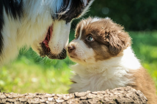 10-facts-about-dogs-brains-professor-akira