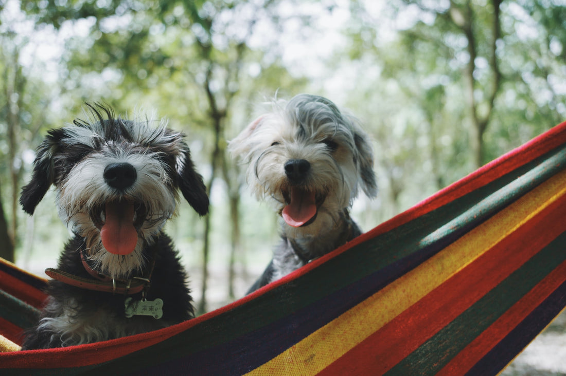 The Best Dog-Friendly Holiday Destinations and Travel Tips in the UK