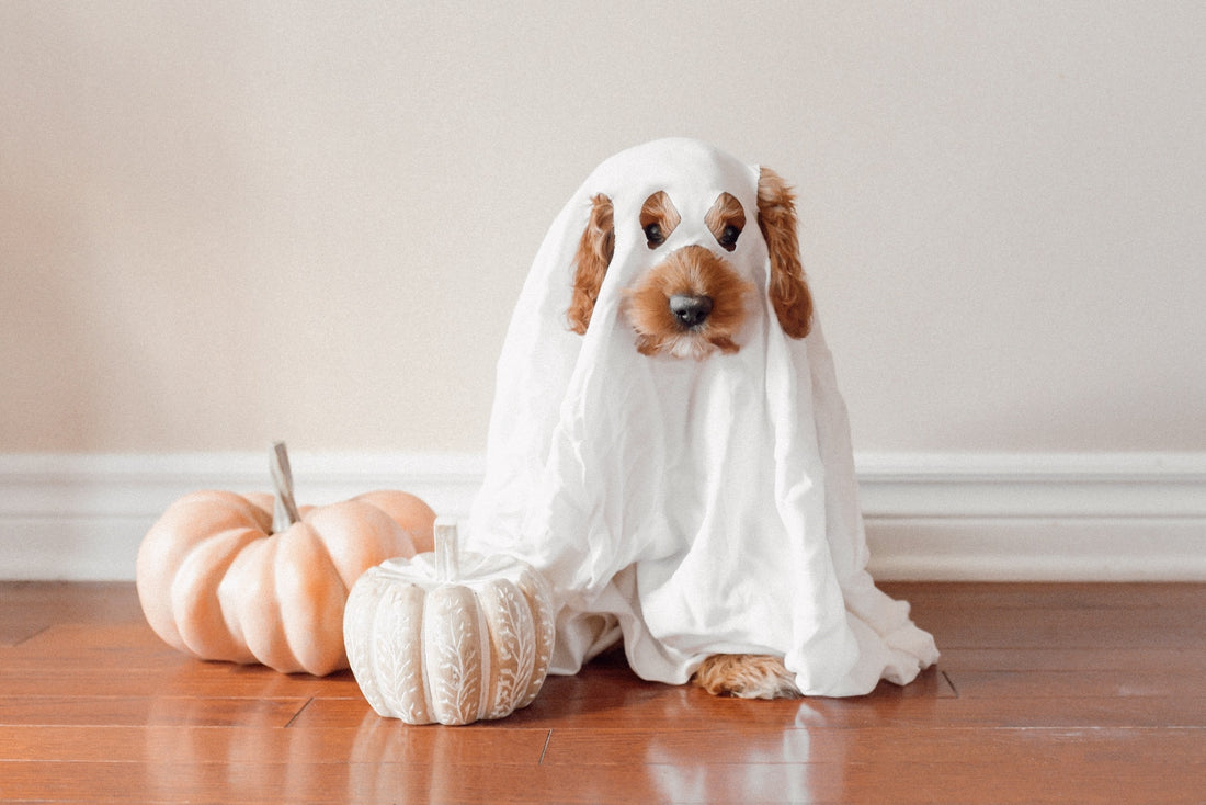 DIY-dog-Halloween-costumes-Professor-Akira