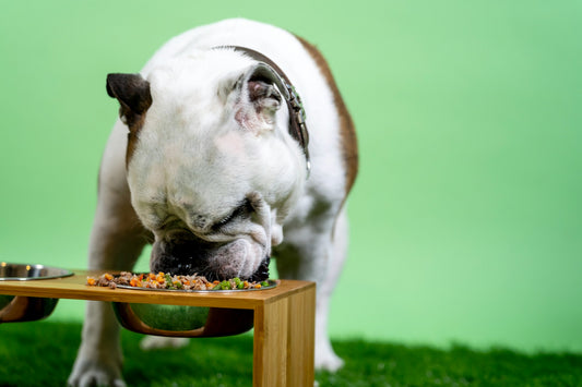 Essential-Tips-for-Canine-Nutrition-Professor-Akira