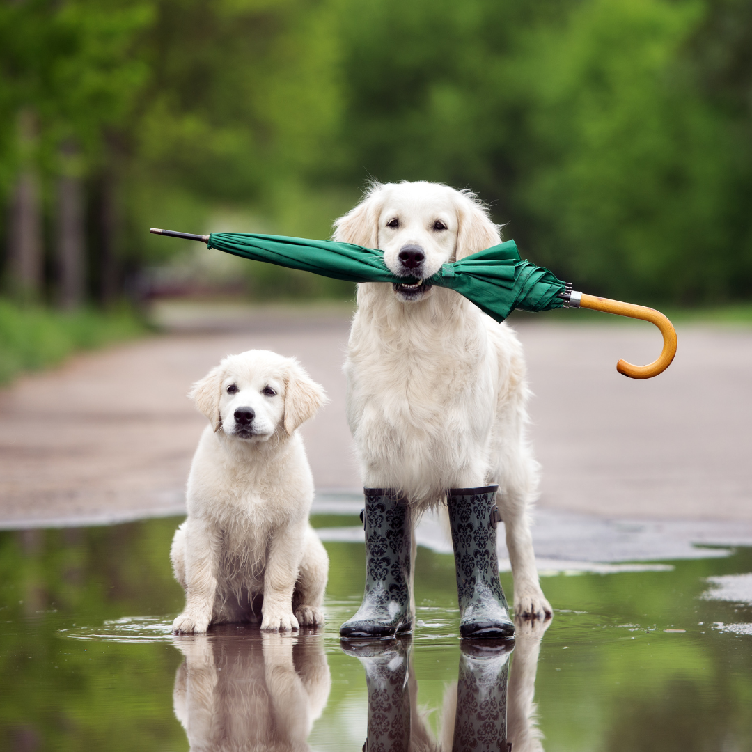 Five rainy day dog essentials