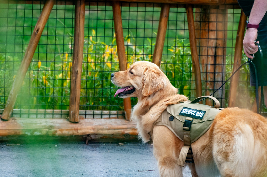 assistance-dogs-professor-akira