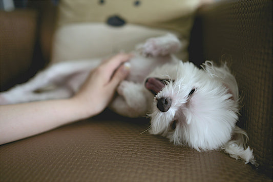 canine-massage-professor-akira