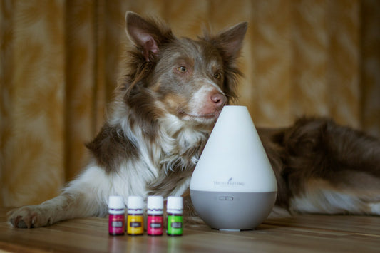 cleaning-hacks-for-dog-owners-professor-akira