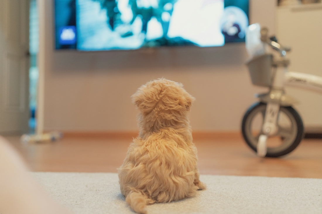 dog-entertainment-ideas-home-alone-professor-akira