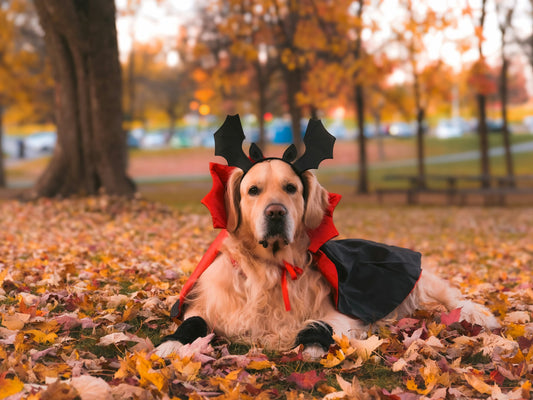 Halloween Safety Tips for Dog Owners