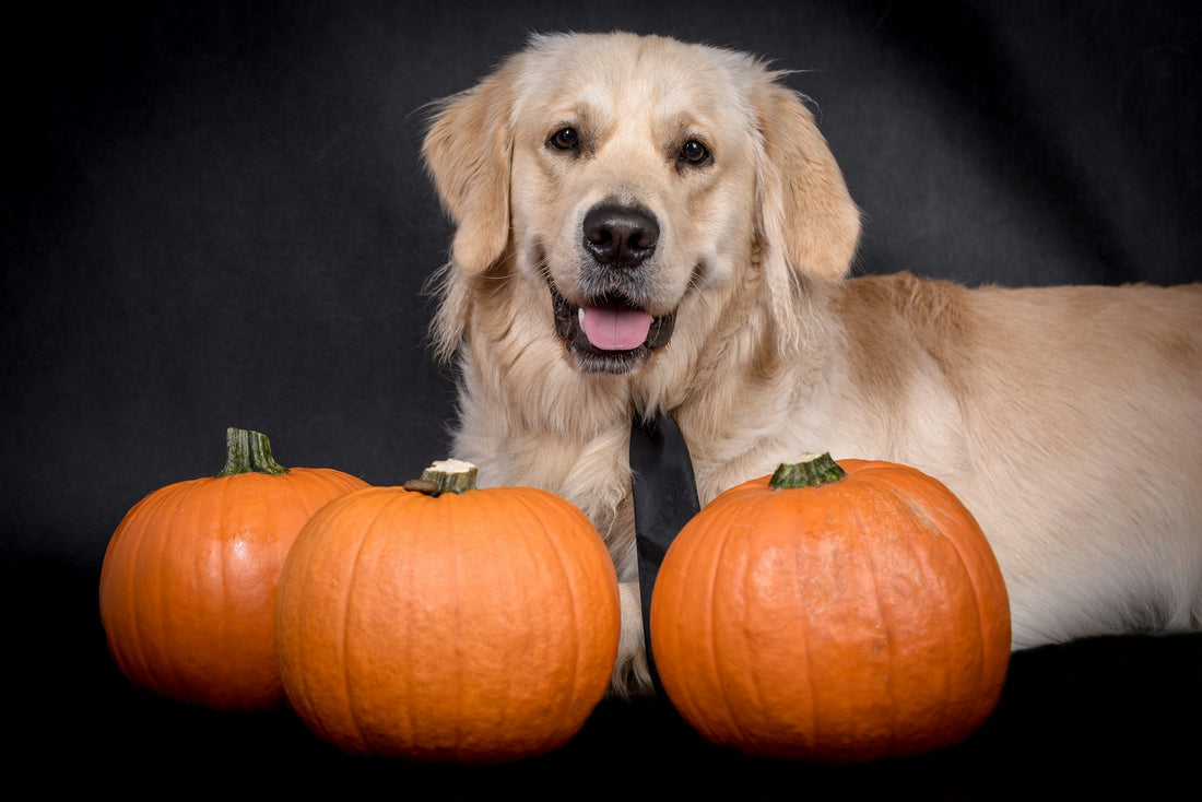 how-to-celebrate-halloween-with-your-dog-professor-akira