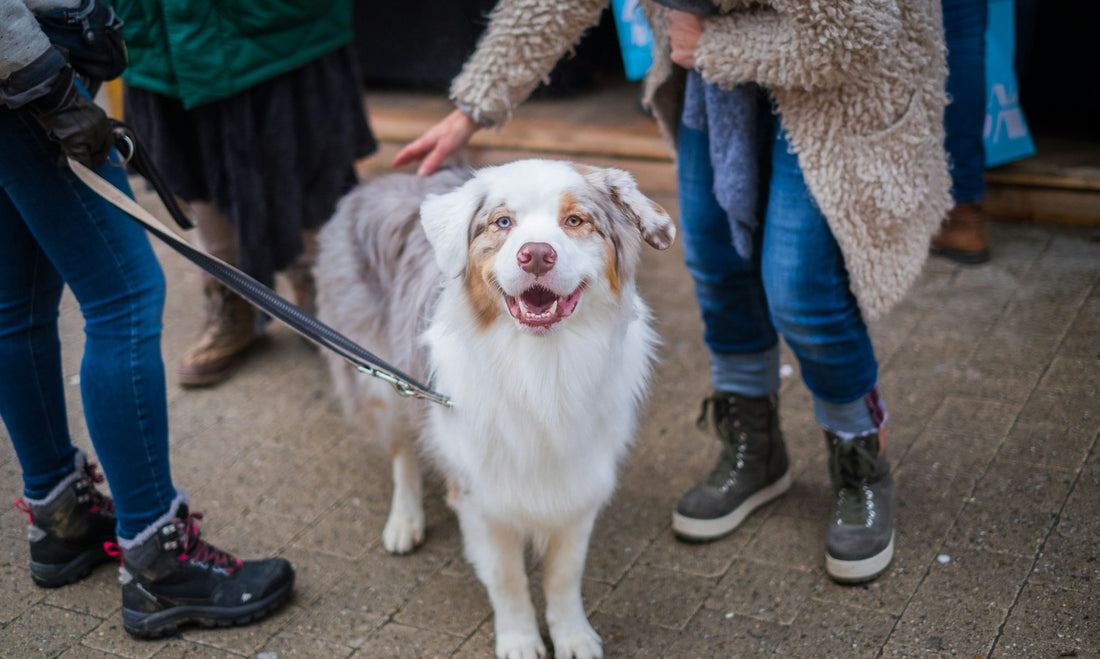 making-new-friends-one-paw-at-a-time-professor-akira