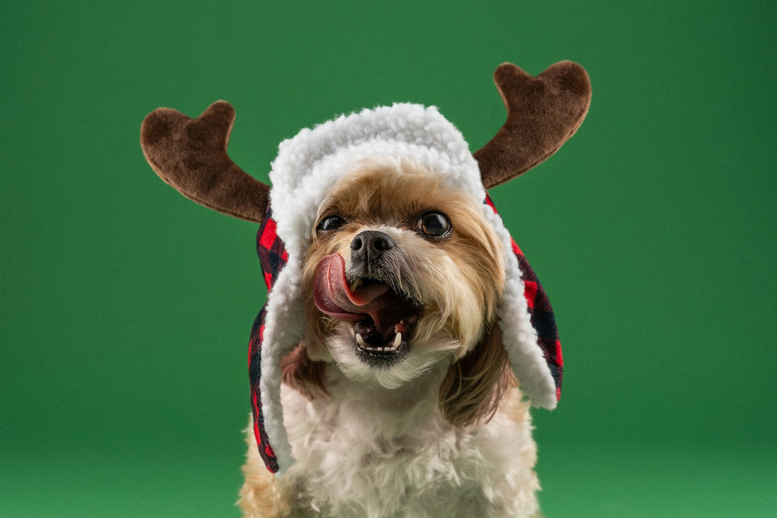 The Dog’s Christmas Dinner