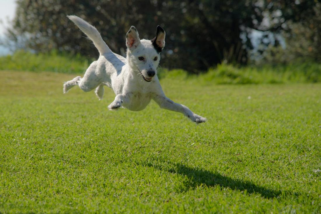 the-silly-charms-of-our-furry-friends-professor-akira