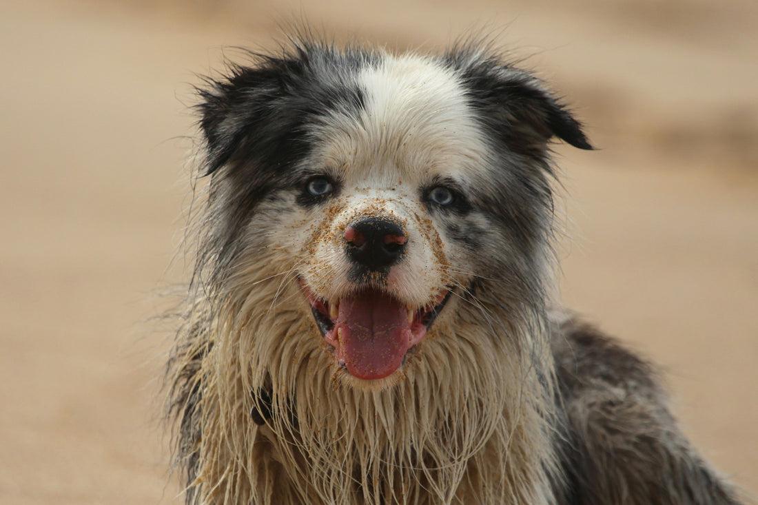 tips-to-banish-stinky-dog-smells-professor-akira