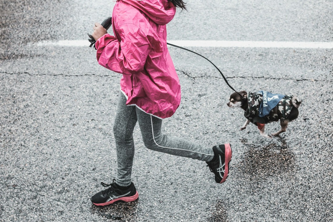 top-5-workout-classes-to-enjoy-with-your-dog-professor-akira